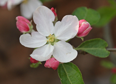 Apfelbaumblüte-3737.JPG